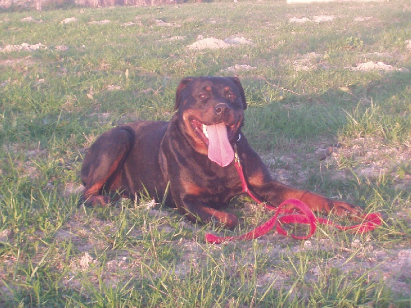 Publication : Du Temple D'Adranos