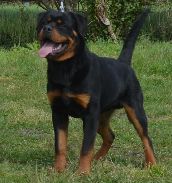 Publication : Du Temple D'Adranos Auteur : Aumar Jacques