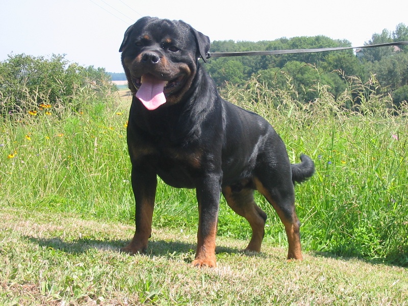 Publication : Du Temple D'Adranos Auteur : Aumar Jacques