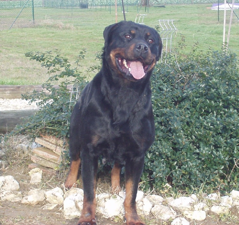 Publication : Du Temple D'Adranos