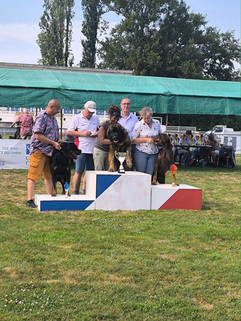 CH. Reno Du Temple D'Adranos - 1 Excellent CAC BOB 3iem BOG