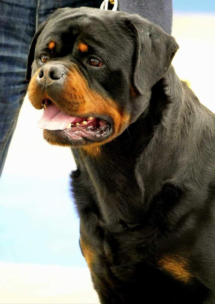 CH. Reno Du Temple D'Adranos - 2 Excellent RCACIB