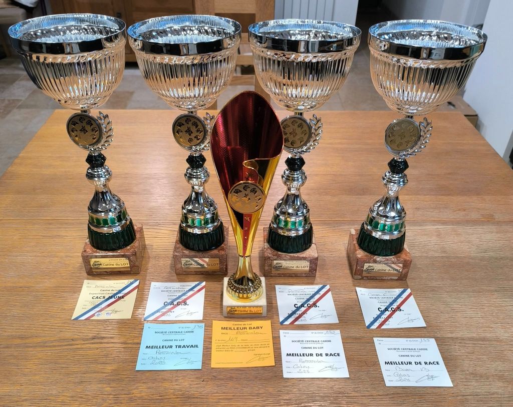 CH. Reno Du Temple D'Adranos - 1 Excellent CACS MEILLEUR TRAVAIL