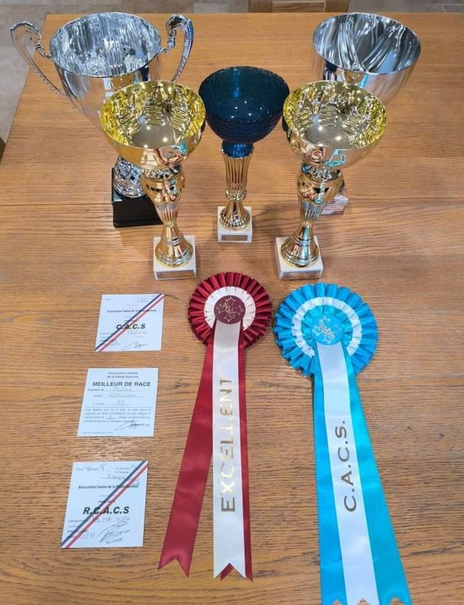 CH. Reno Du Temple D'Adranos - 2 Excellent