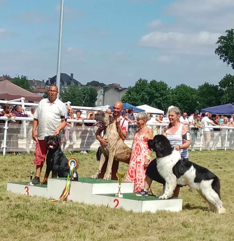 CH. Reno Du Temple D'Adranos - 1 Excellent CACS BOB 3iem BOG