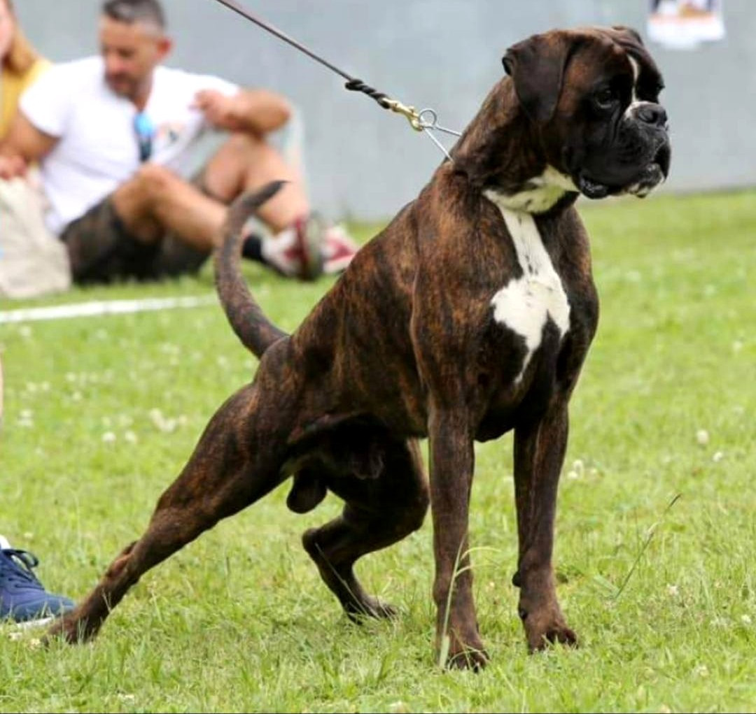 CH. ANDREYBOX GEM - 2 EXCELLENT