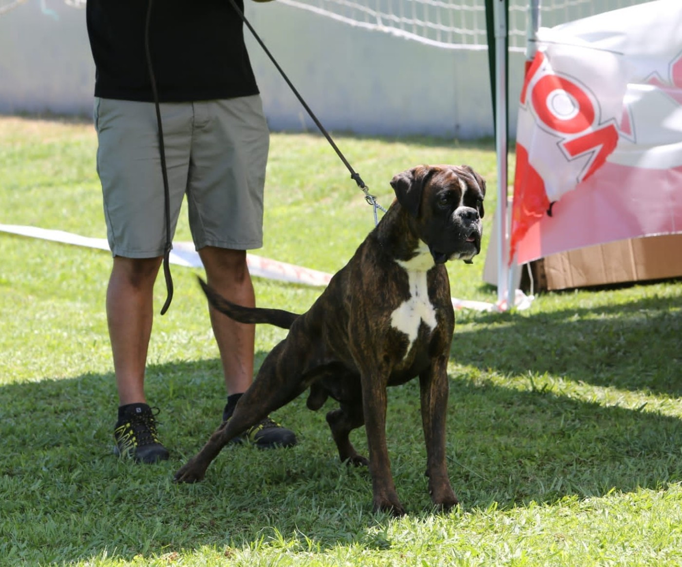 CH. ANDREYBOX GEM - 1ER EXCELLENT RCACC