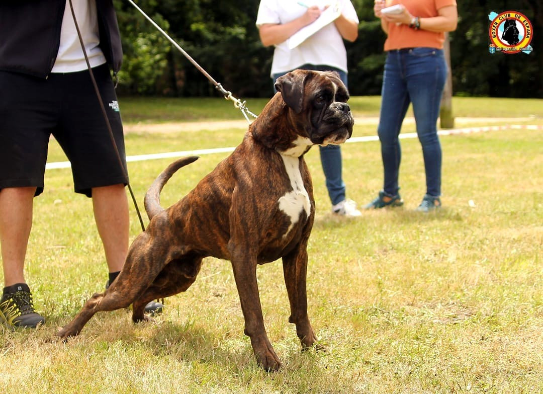 CH. ANDREYBOX GEM - 4 EXCELLENT