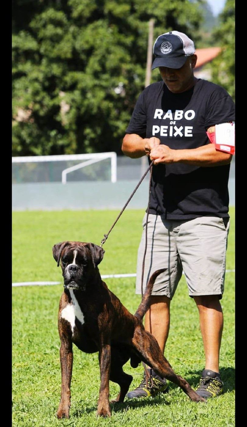 CH. ANDREYBOX GEM - 4 EXCELLENT