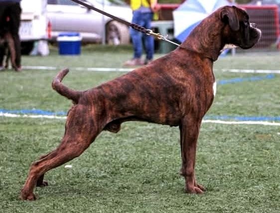 CH. ANDREYBOX GEM - 2 EXCELLENT