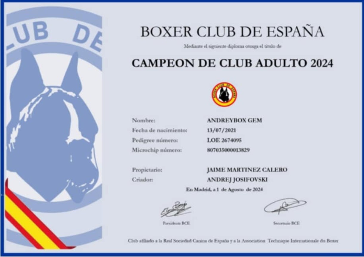 CH. ANDREYBOX GEM - 1 ER EXCELLENT CACC RESERVE BEST IN SHOW ET BEST MALE