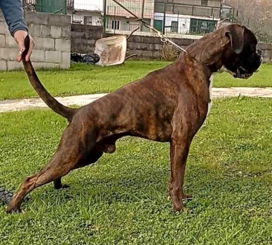 CH. ANDREYBOX GEM - 1 EXCELLENT