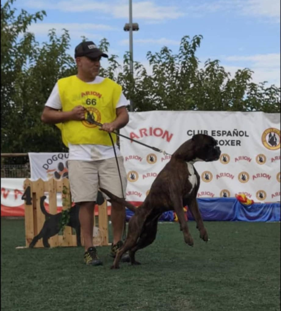 CH. ANDREYBOX GEM - 1 EXCELLENT CACC