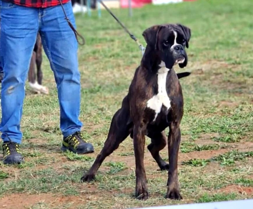 CH. ANDREYBOX GEM - 1 EXCELLENT CACC MEILLEUR DE SEXE OPPOSE