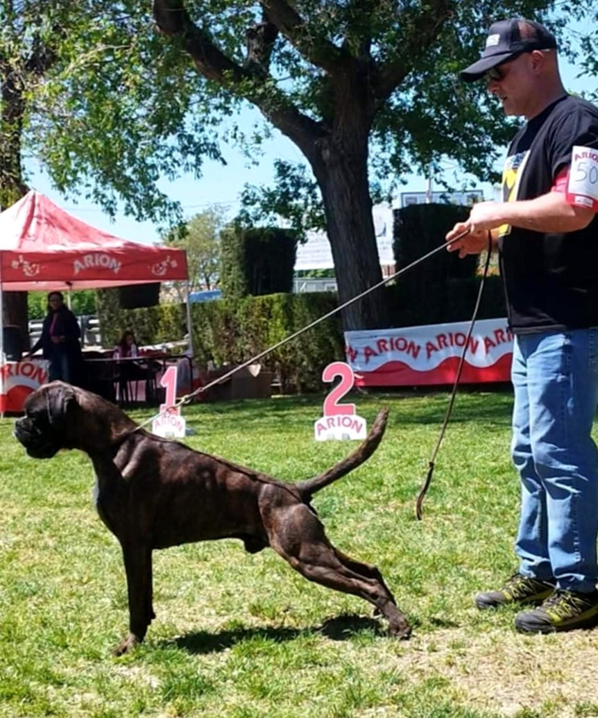 CH. ANDREYBOX GEM - 4 EXCELLENT