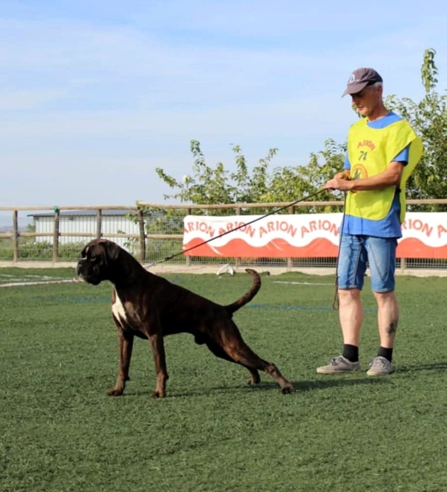 CH. ANDREYBOX GEM - 1 EXCELLENT RCACC