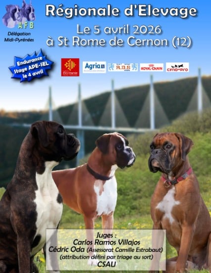 Loto km royal box - EXCELLENT