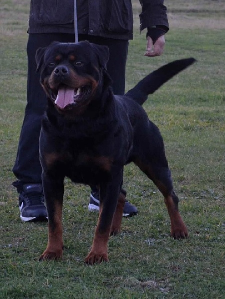 Rick flash rouse - 1 Excellent