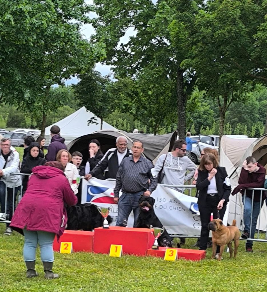 CH. Reno Du Temple D'Adranos - 1 Excellent-MEILLEUR DE RACE-Meilleur chien du 2°GROUPE