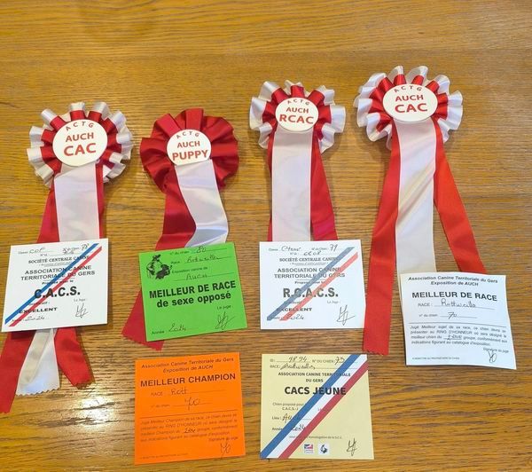 CH. Reno Du Temple D'Adranos - 1 Excellent MEILLEUR DE RACE, 2iem Meilleur chien DU GROUPE 2