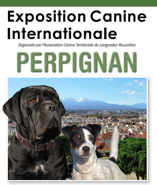 CH. Reno Du Temple D'Adranos - 1 Excellent