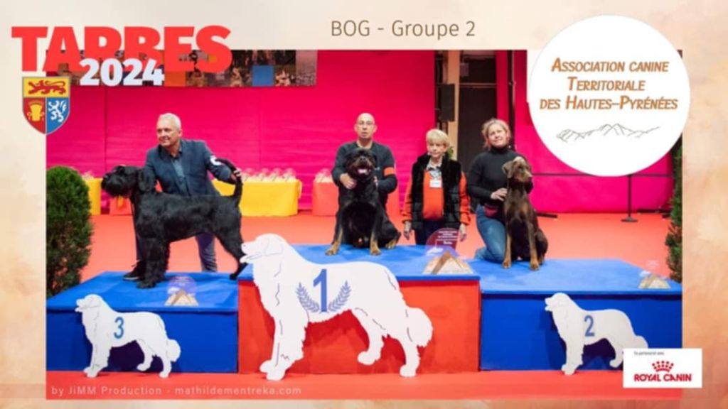 CH. Reno Du Temple D'Adranos - 1 Excellent-MEILLEUR DE RACE-Meilleur chien du 2°GROUPE