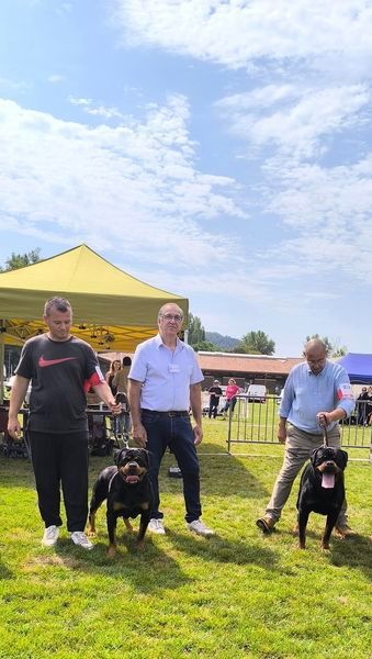 CH. Ronda Du Temple D'Adranos - 1 Excellent BOS