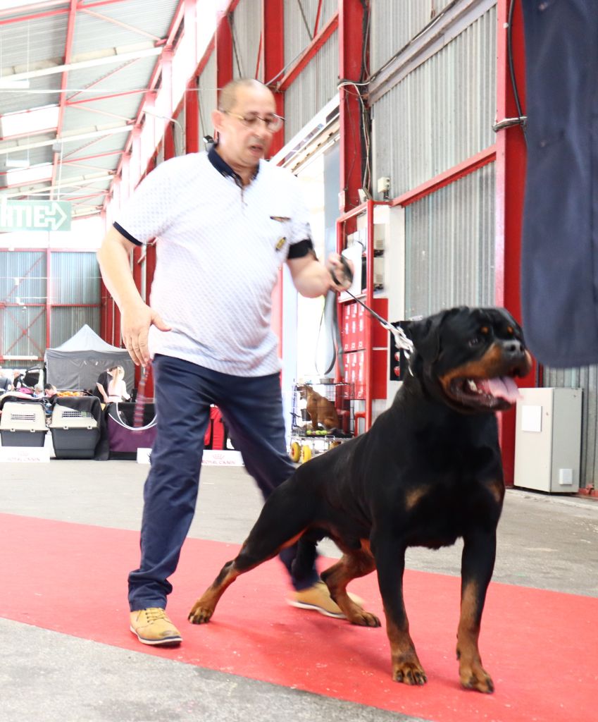 CH. Reno Du Temple D'Adranos - 1 Excellent CACS BOB