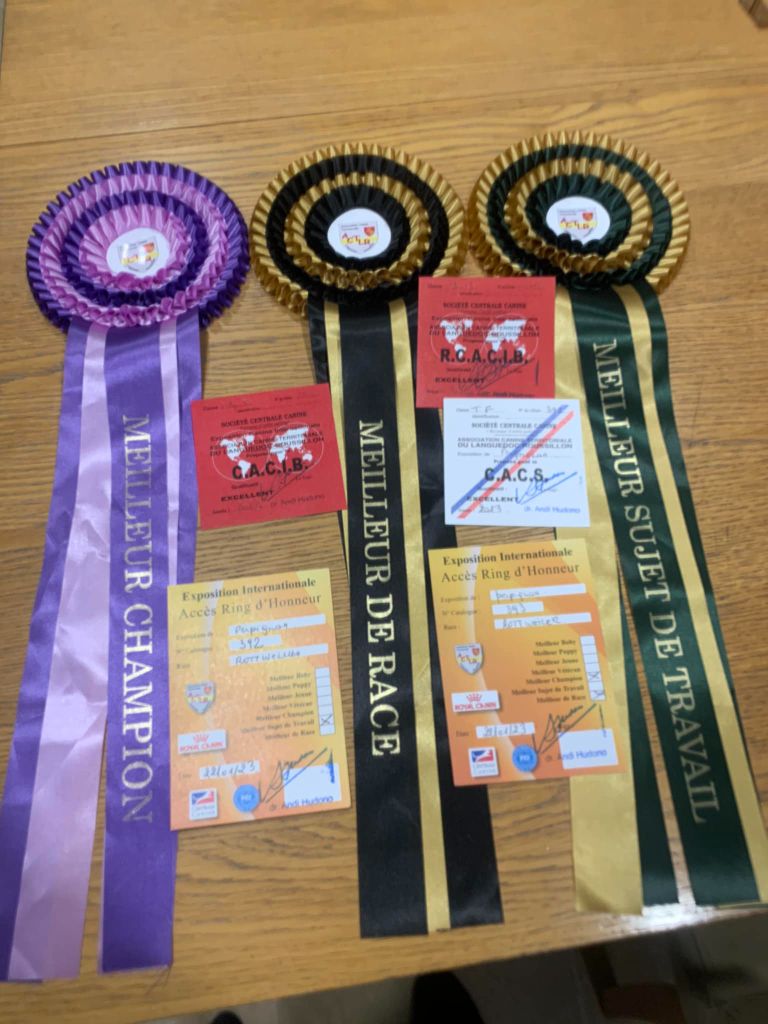 CH. Oana Du Temple D'Adranos - 1 Excellent CAC CACIB MEILLEUR CHAMPION