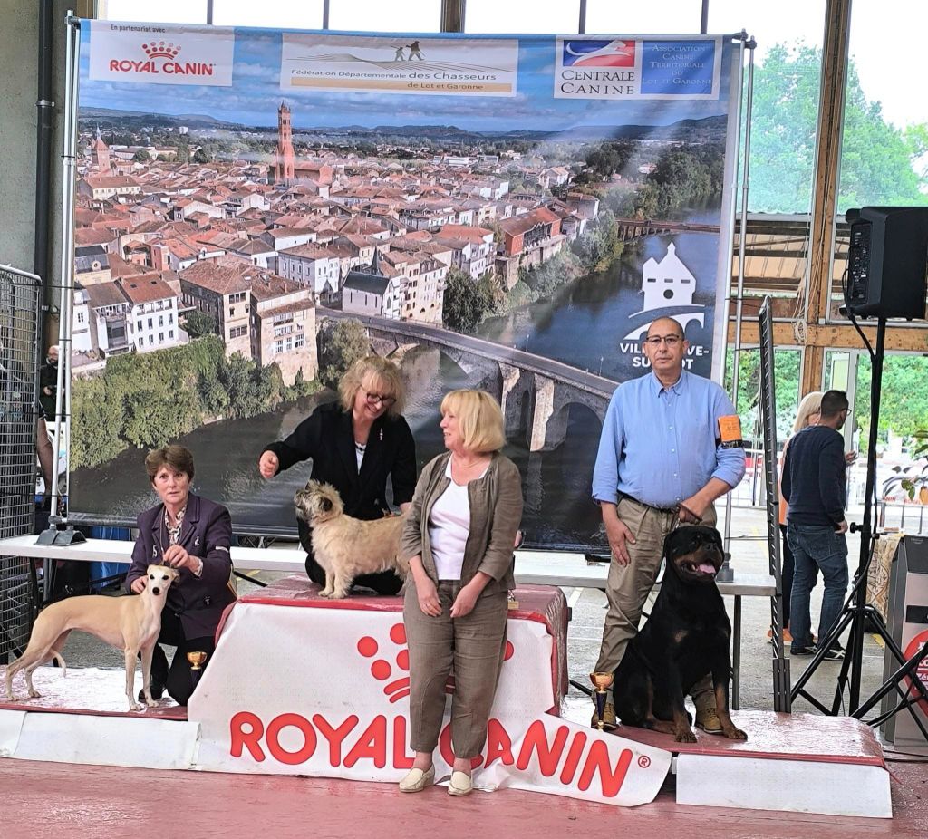 CH. Reno Du Temple D'Adranos - 1 Excellent MEILLEUR DE SEXE OPPOSE, 3° MEILLEUR CHAMPION DE L'EXPOSITION