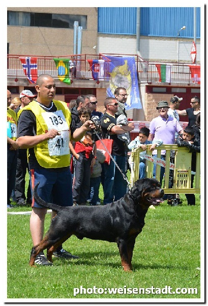 Diego Du Temple D'Adranos - Excellent (parmis les 10 finalistes)