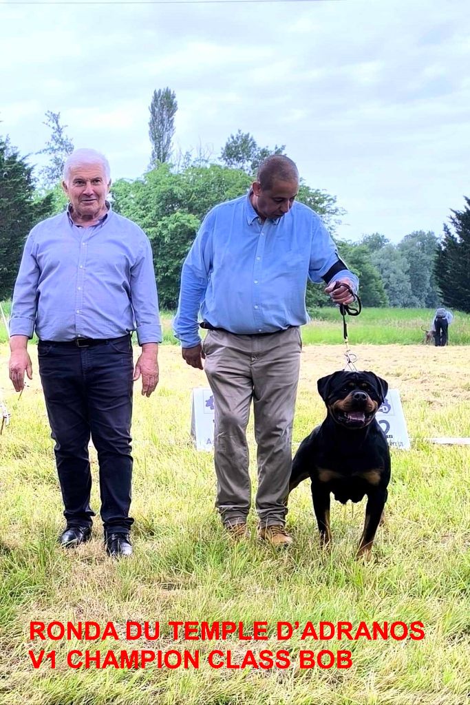 CH. Ronda Du Temple D'Adranos - 1 Excellent, Meilleur de race
