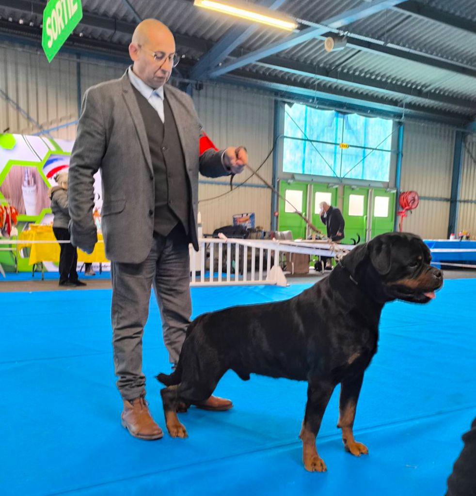 CH. Reno Du Temple D'Adranos - 1 EXCELLENT CACIB MEILLEUR DE RACE