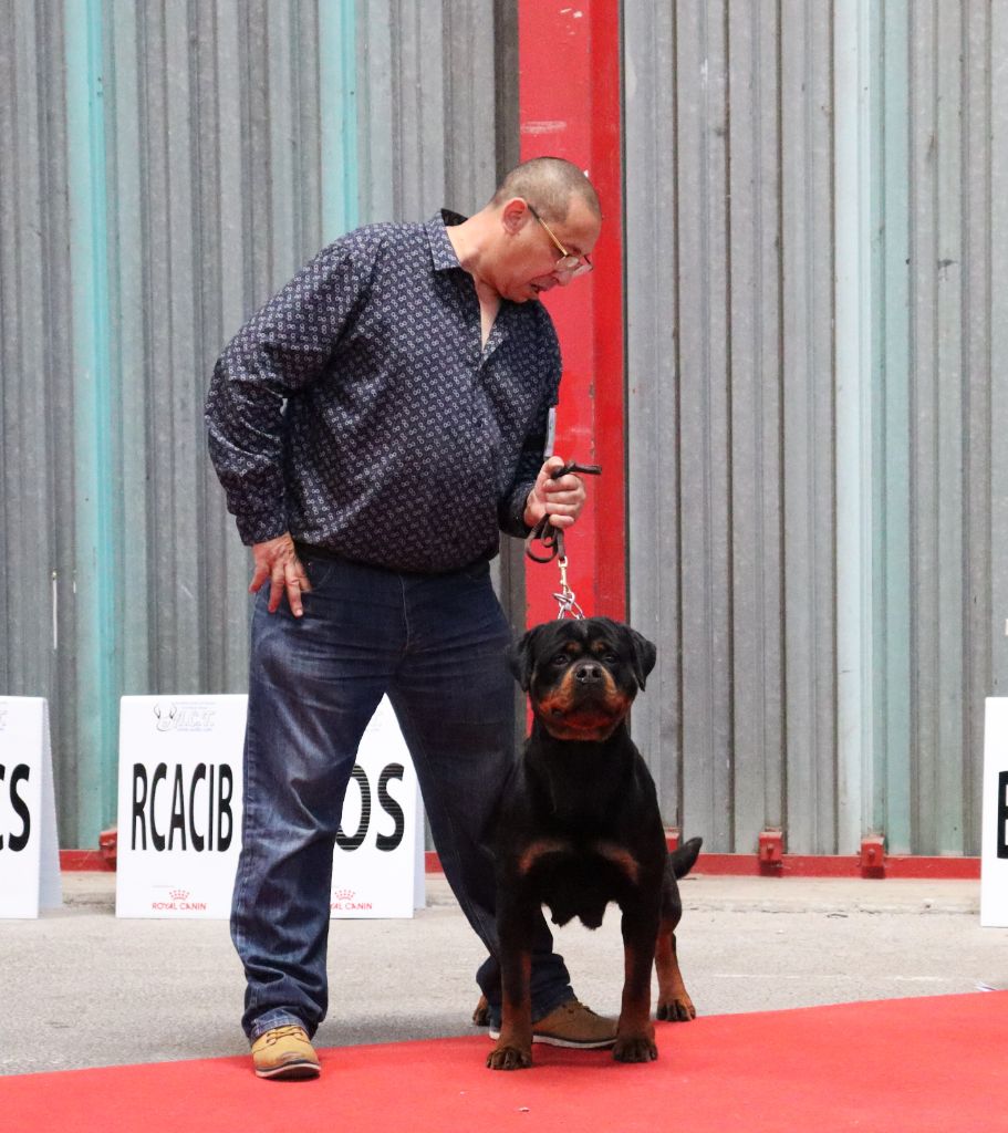 CH. Oana Du Temple D'Adranos - 1 Excellent Reserve CACIB