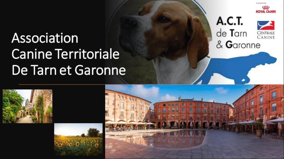 CH. Reno Du Temple D'Adranos - 1 Excellent MEILLEUR DE RACE MEILLEUR CHAMPION 2° DU GROUPE 2