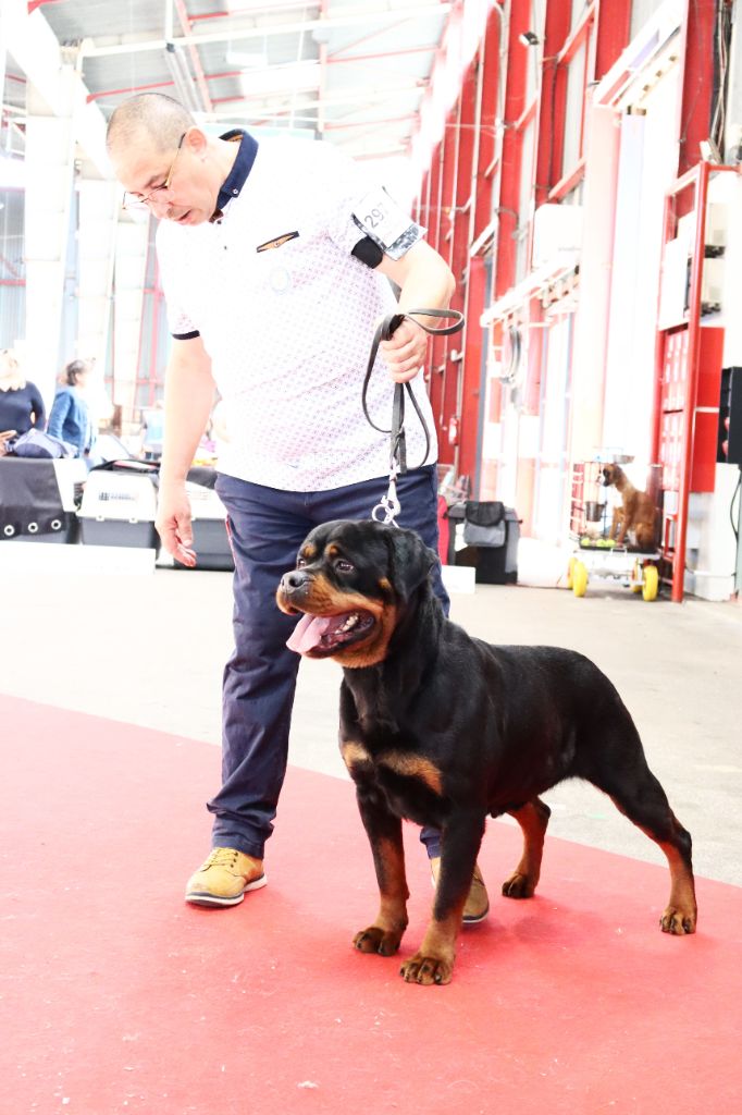 CH. Oana Du Temple D'Adranos - 2 Excellent