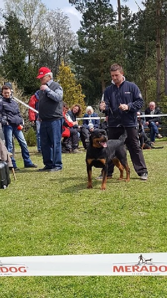 Jojoba Du Temple D'Adranos - 3 EXCELLENT