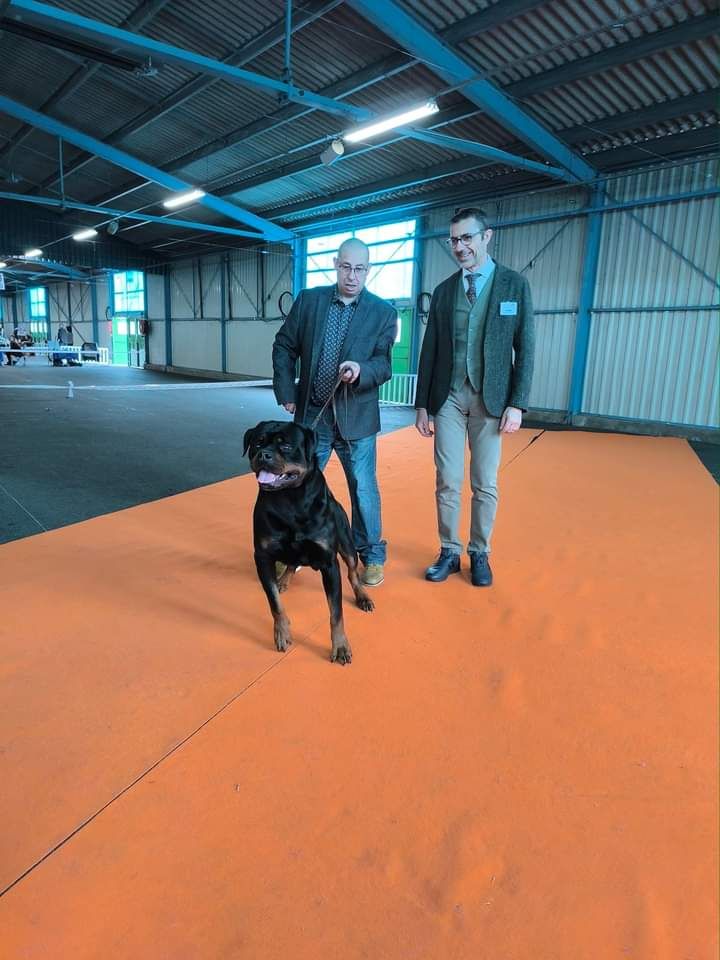 CH. Reno Du Temple D'Adranos - 2 EXCELLENT RCACIB