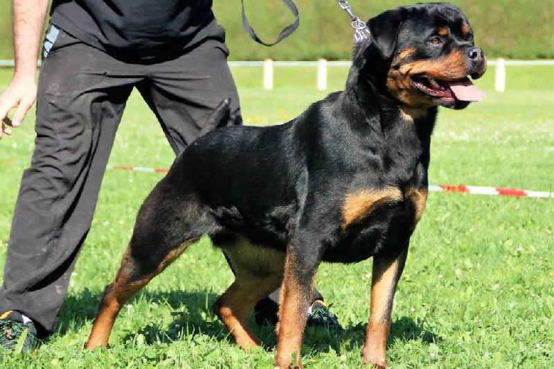 Jojoba Du Temple D'Adranos - 2 EXCELLENT