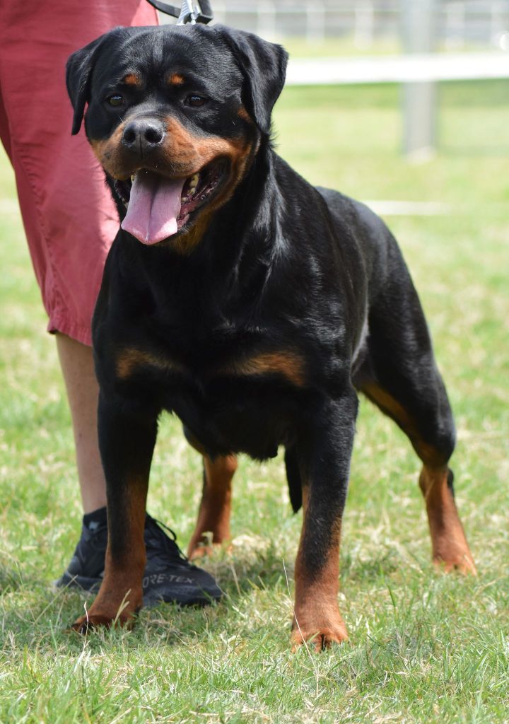 CH. Oana Du Temple D'Adranos - 2 Excellent