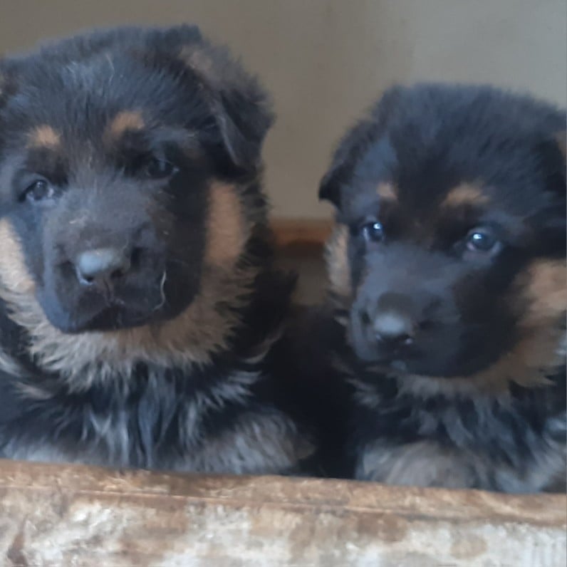 Berger Allemand - des landes d'argoat