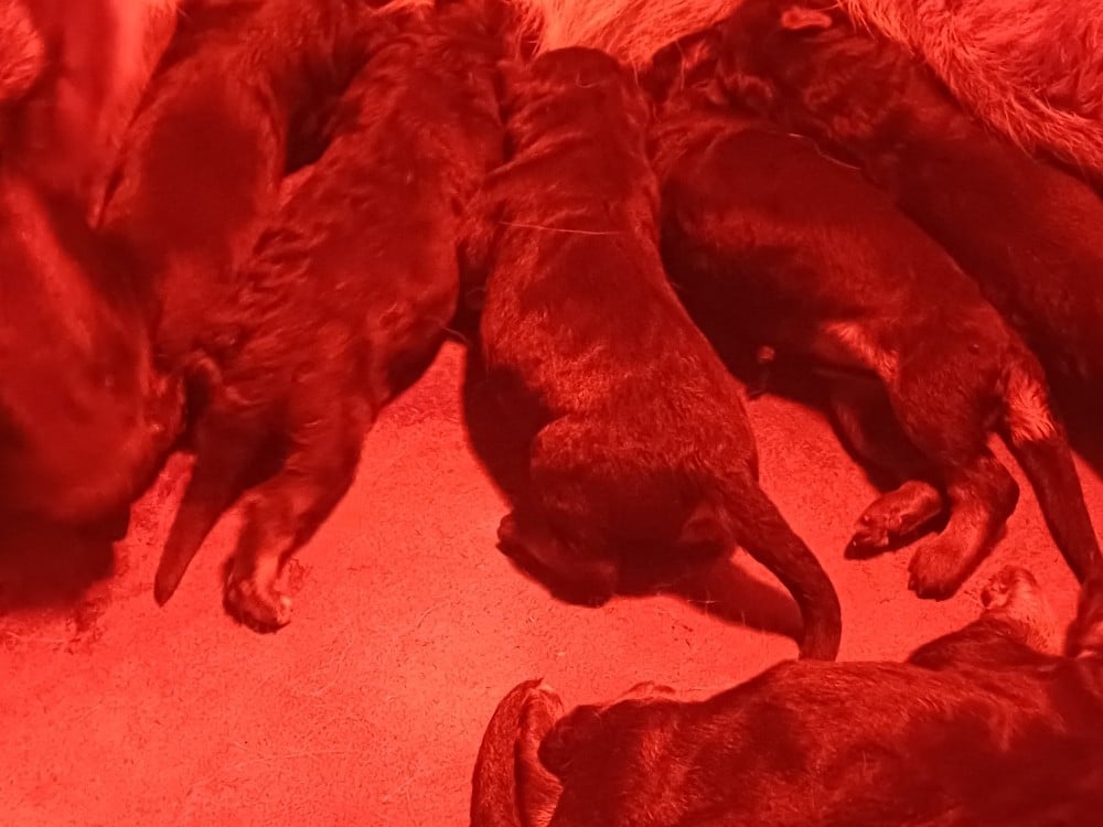 Berger Allemand - des landes d'argoat