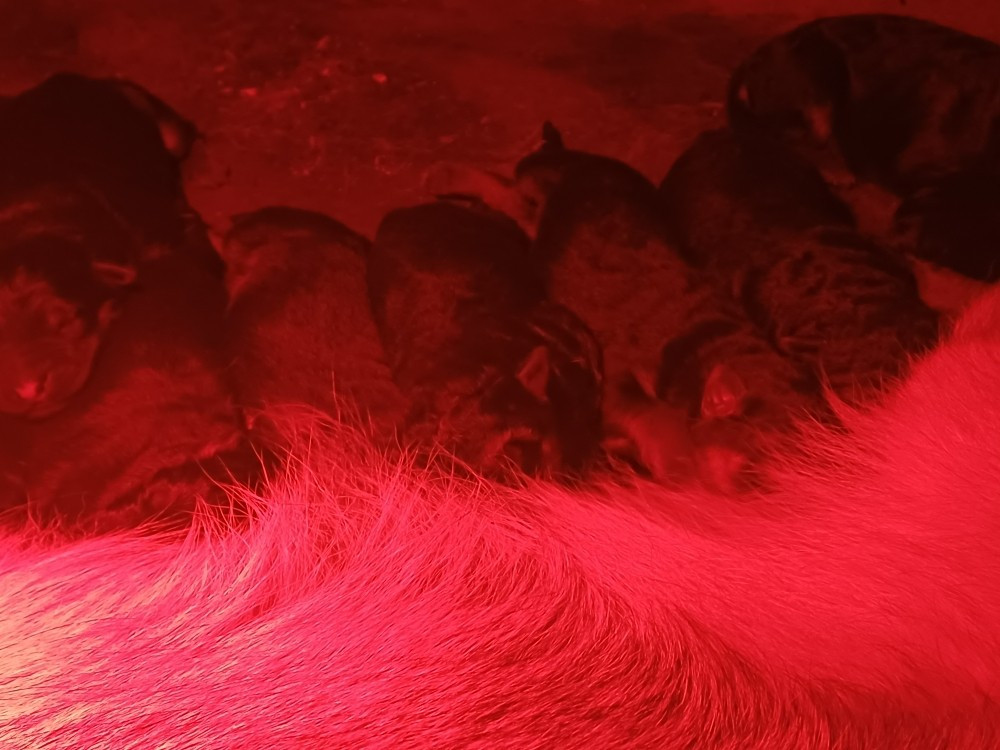 BELINDA - Berger Allemand