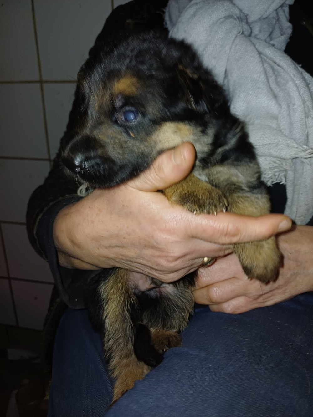 BANZAI - Berger Allemand