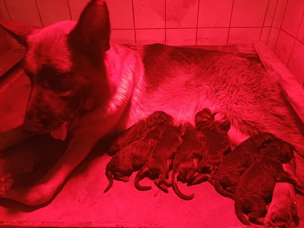 Chiot N°4 - Berger Allemand