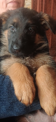 Les chiots de Berger Allemand