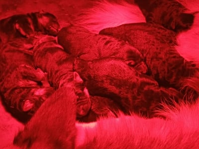 Les chiots de Berger Allemand