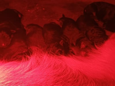 Les chiots de Berger Allemand