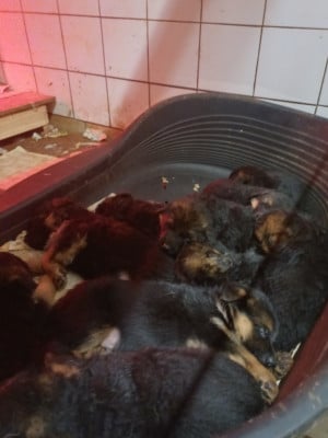Les chiots de Berger Allemand