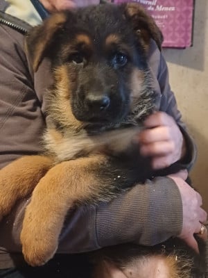 Les chiots de Berger Allemand